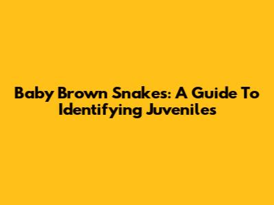 Baby Brown Snakes: A Guide To Identifying Juveniles
