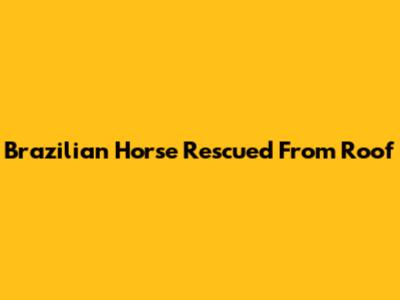 Brazilian Horse Rescued From Roof