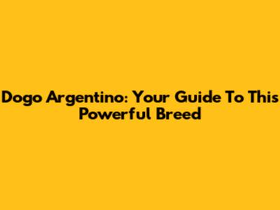 Dogo Argentino: Your Guide To This Powerful Breed