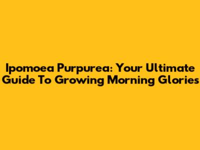 Ipomoea Purpurea: Your Ultimate Guide To Growing Morning Glories
