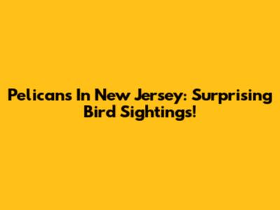 Pelicans In New Jersey: Surprising Bird Sightings!