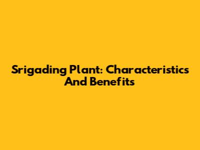 Srigading Plant: Characteristics And Benefits